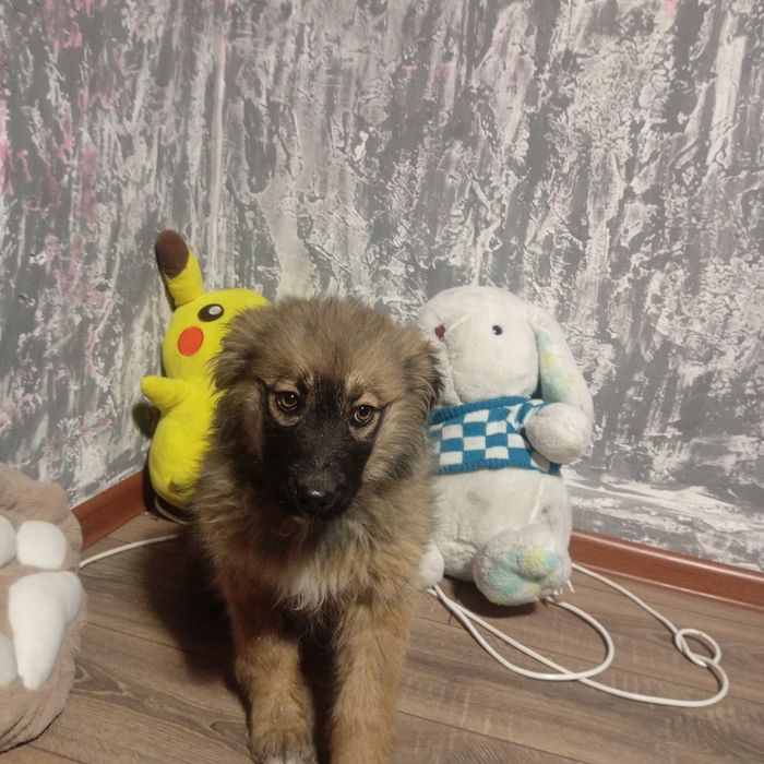 В добрые руки Срочно