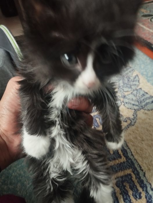 Котят отдам даром,