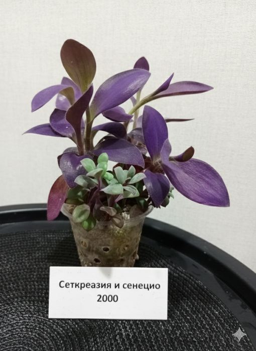 Продам комнатные растения