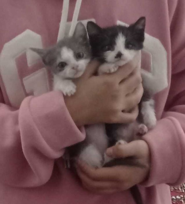 Котёнки отдам даром