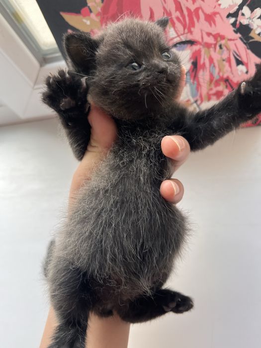 Котята породистые