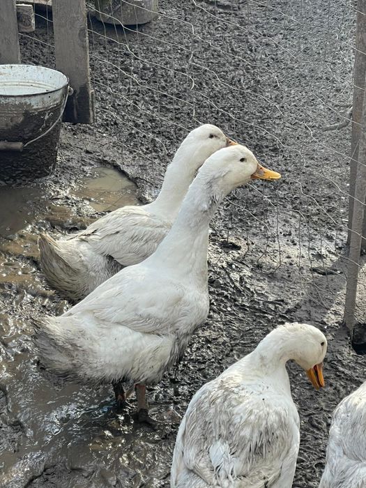 Rațe si rațoi, crescute in libertate