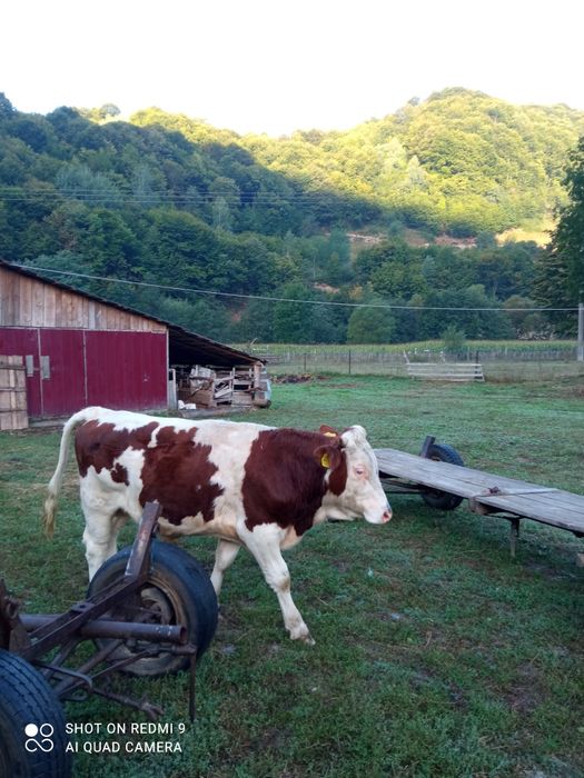 O lună de zile sau doia