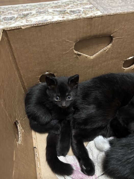 Марғау (кішкентай ұрғашы мысықтар)