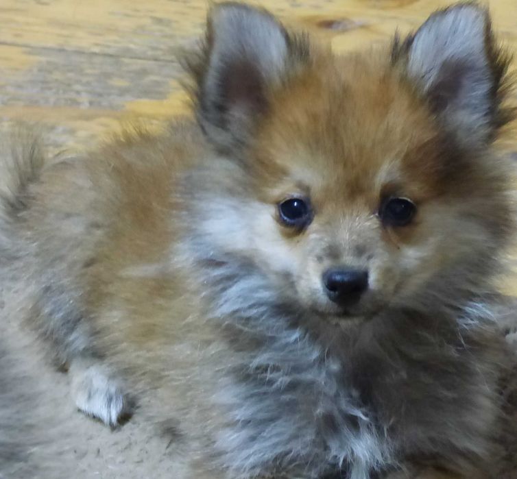 Vind pui Pomeranian