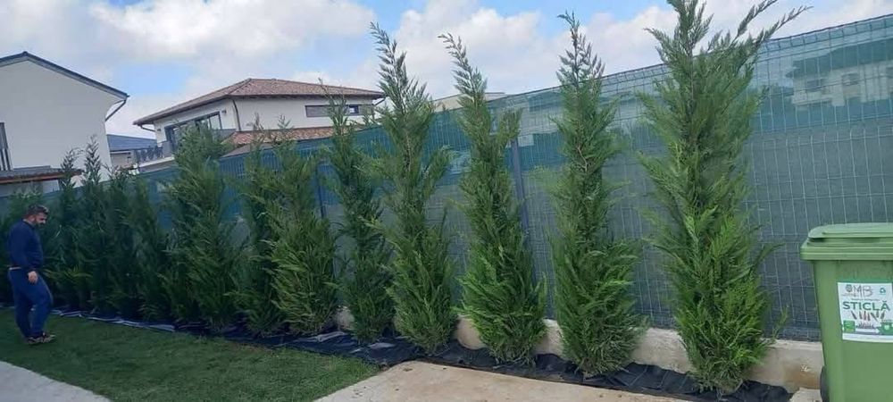 Leylandy tuia palmier magnolia.dif specii.gazon amenajari gradini