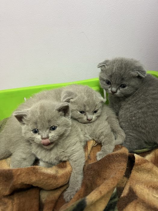 Шотландский мушукла сотилади