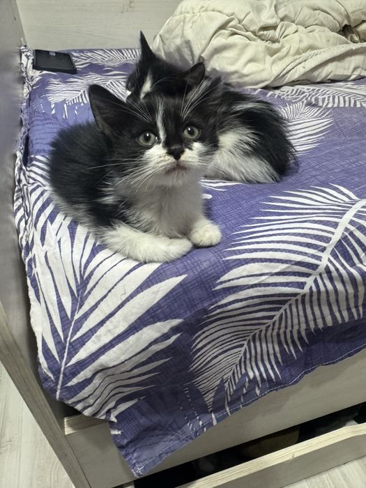 Котята девочки ищут дом