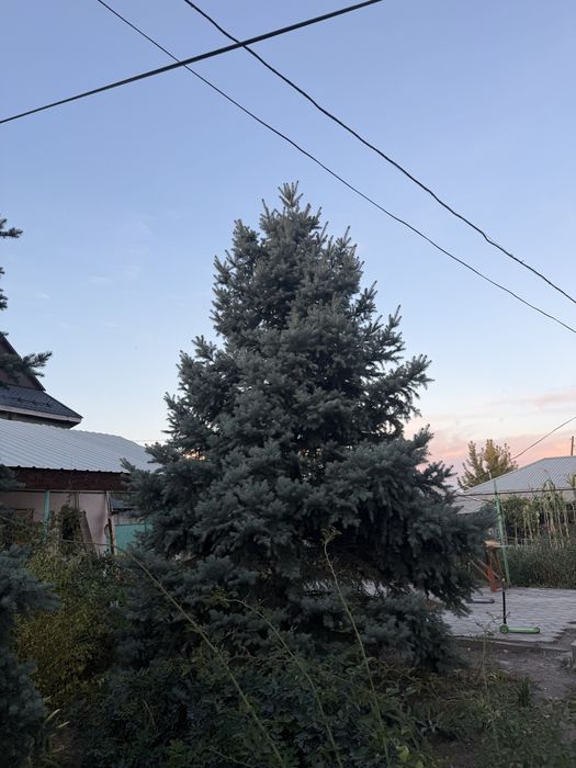 Продам Ель голубую
