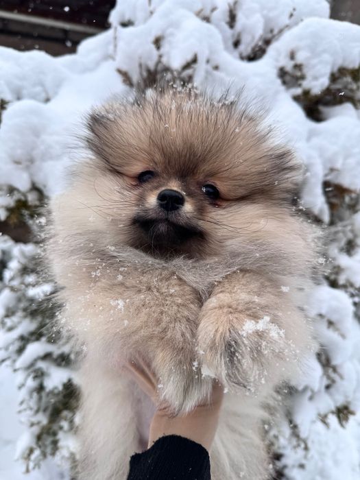 Продаются щенки шпицы