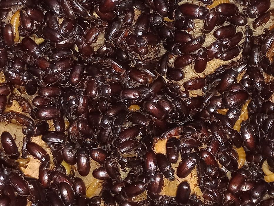 жук Знахарь, личинки