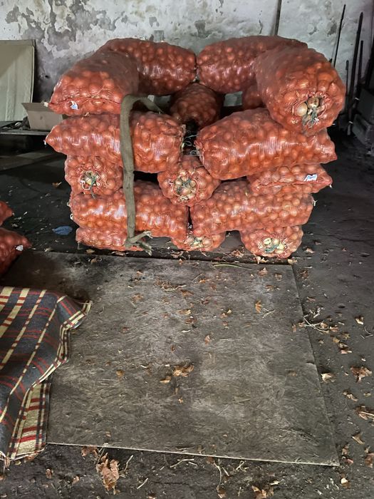 Лук репчетый 20 тг