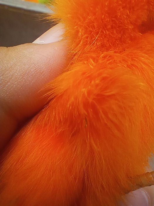 Rangli jojalar  .ФАРГОНА ШАХАР