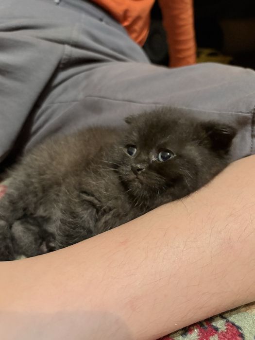 Котенок шатландец