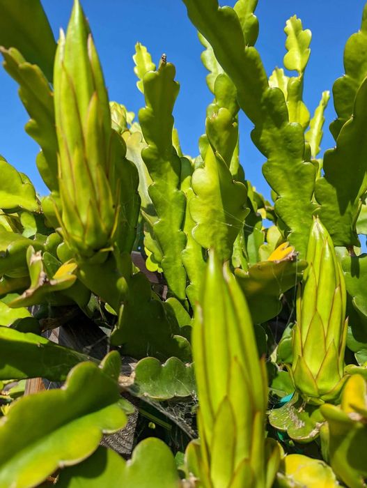 dragon fruit / fructul dragonului / Pitaya - 16 soiuri, acte de proveniență, garanție înrădăcinare