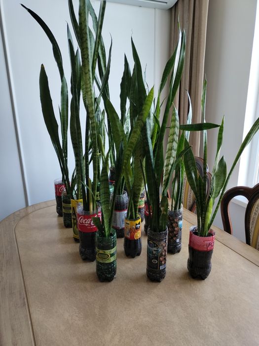 Комнатные цветы.