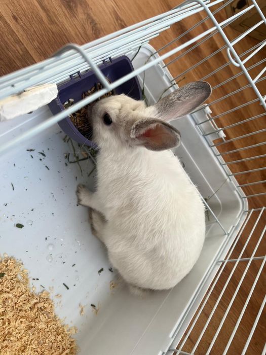 Животное кролик карликовый