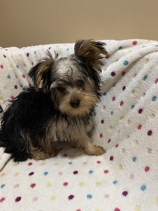 Йркширски териер