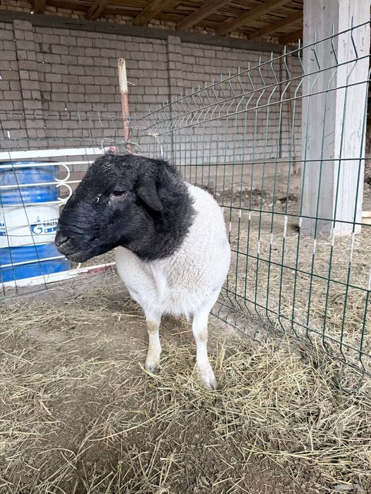 Дорпер зотли куй