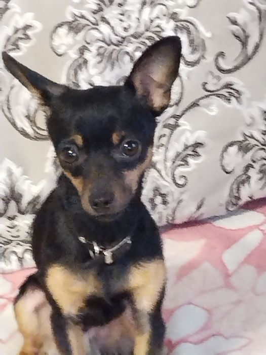 Ищем подружку той терьеру