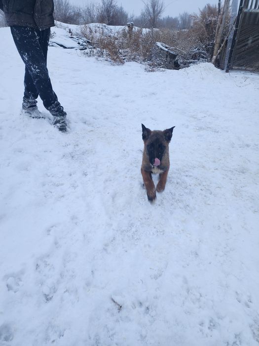 Белгиская окарачка