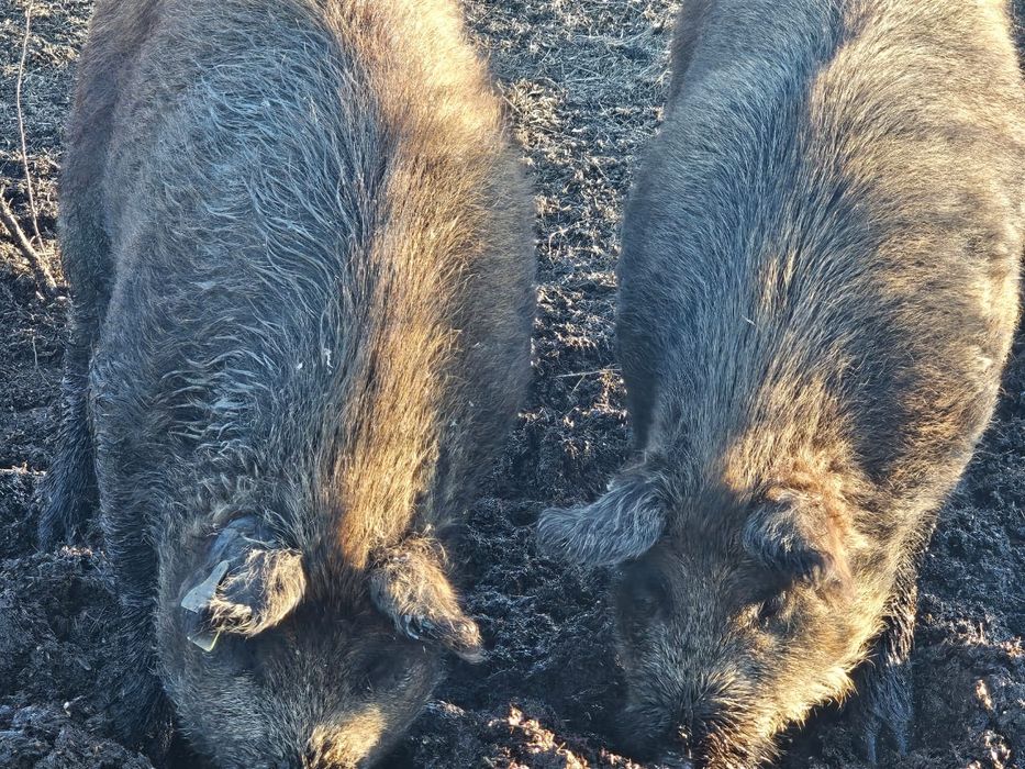 Продаём свинок на развод дюрок+мангал