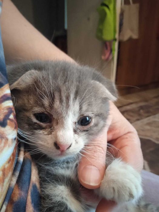 Отдадим в добрые руки двух котят