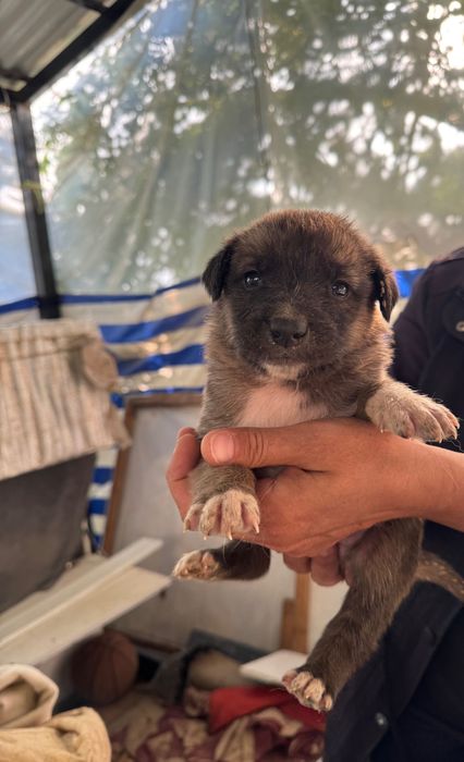 Животные собаки щенки