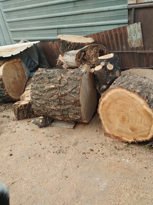 Отдам бесплатно пни карагача