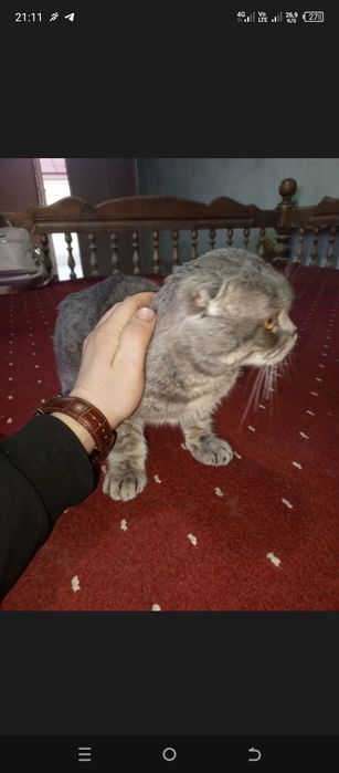 Erkak birtandki mushuk sotilad