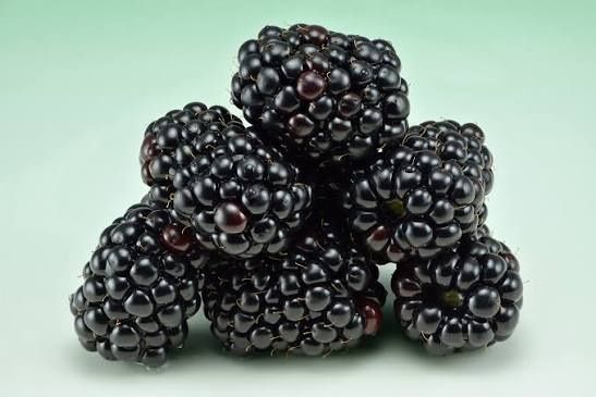 Mure thorn free fără spini