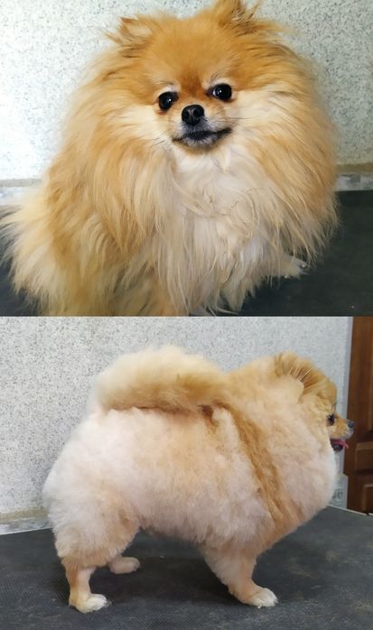 Стрижка собак и кошек.