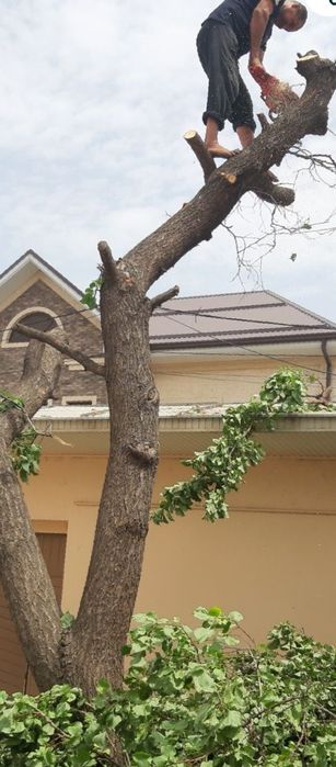 Daraxt kesish xizmati penzi pela kesish