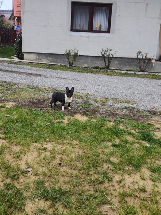 Femelă Bulldog Francez
