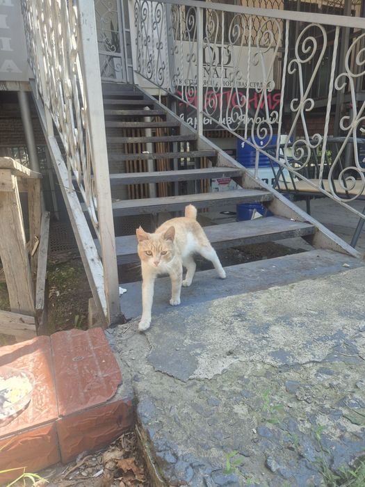 Кто потерял кота ? ТАЛГАР