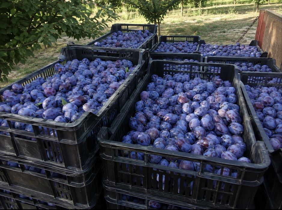 Prune pentru țuică
