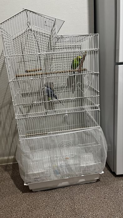 Попугаии волнистые