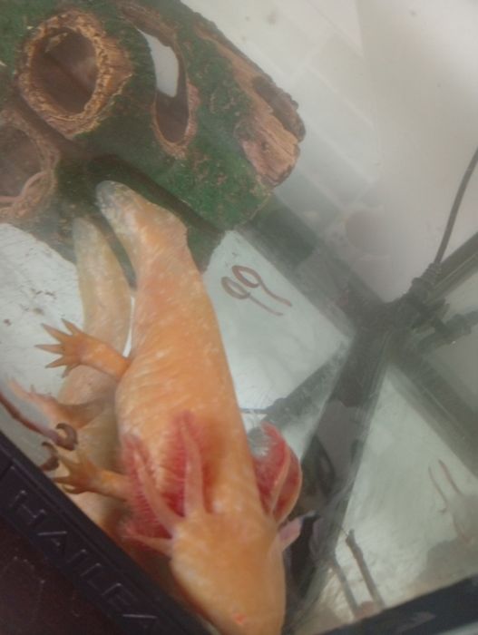 Acvariu de 65l echipat