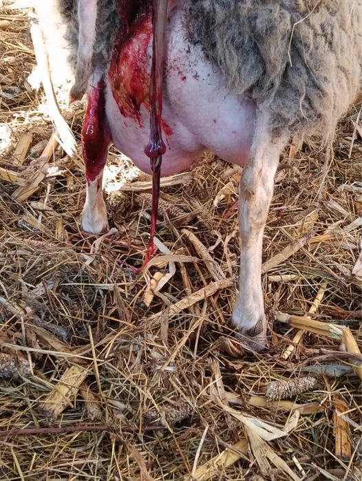 Vand oi rasa friză germana