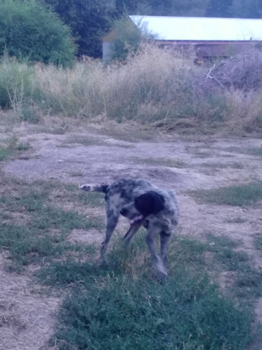 Дратхаар не рабочий 2 года