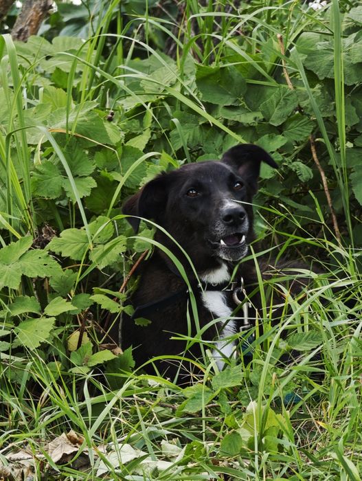 Ищет самые добрые руки СТЕРИЛИЗОВАННАЯ девочка Гера