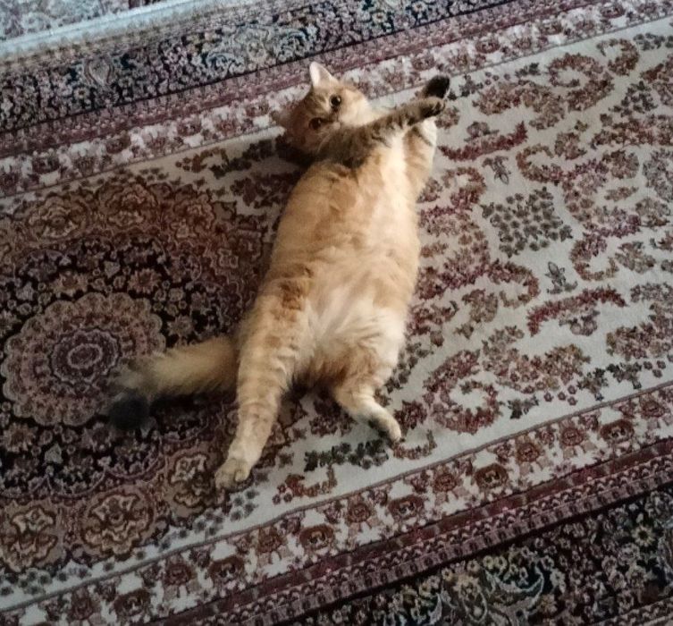 Золотая шиншилла 50$ срочно