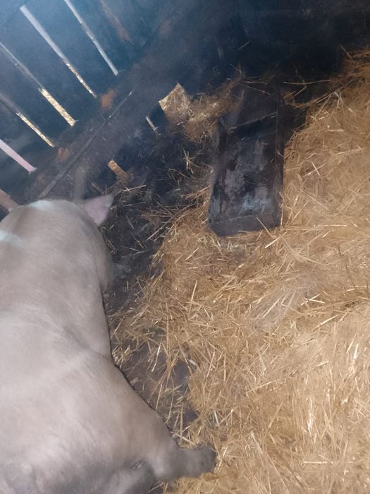 Продам кабана 10 месяцев