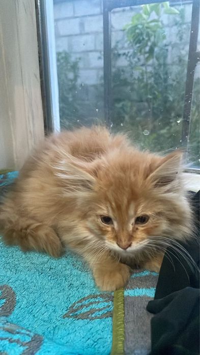 Котёнок, мальчик