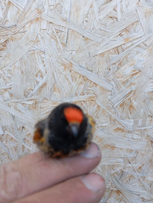 Продам выдержанную птицу