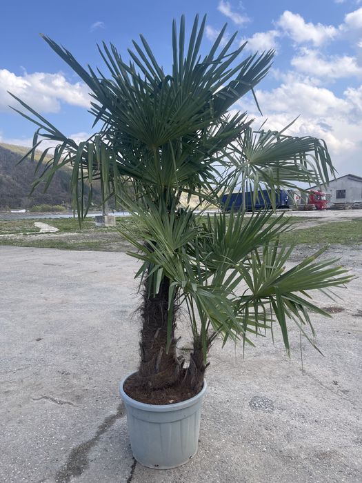 Palmier trachycarpus fortunei grup