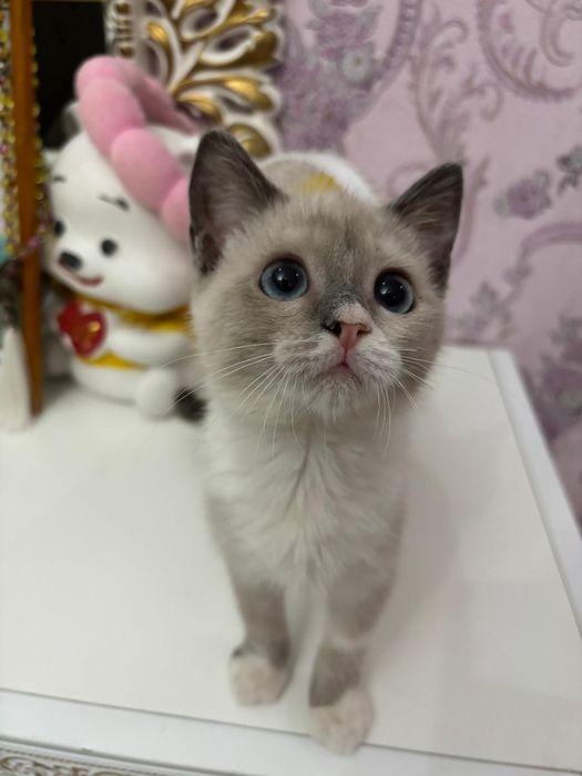 Котенок в добрые руки