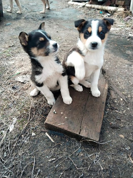 Отдам бесплатно щенков