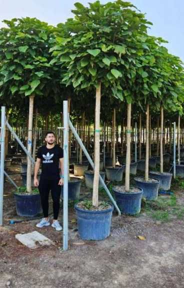 Plante Ornamentale pentru Gradina