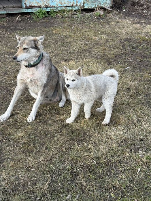 Щенок помесь хаски-лайка (сучка)